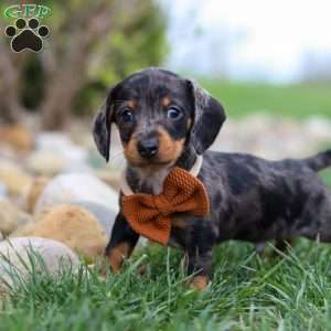 Leo, Dachshund Puppy